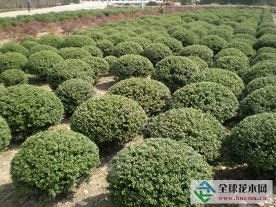 【百日红绿化苗木|成活率高供应|供应冬青、雪松、桧柏、女贞、石榴、法桐等绿化苗木,园林绿化工程设计和施工山西省运城市绿缘苗木商铺